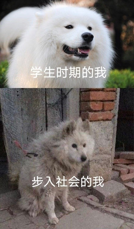 雙非大三，績點低，想去香港留學來得及嗎？怎么補救？